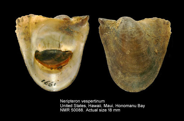 Neripteron vespertinum (3).jpg - Neripteron vespertinum (G.B.Sowerby,1849)